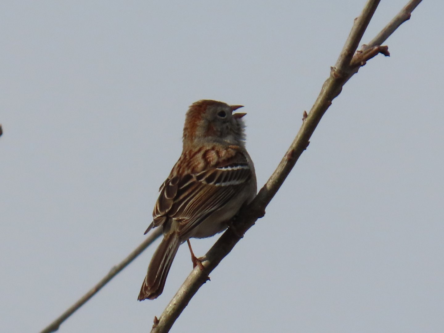Field Sparrow (Spizella pusilla)