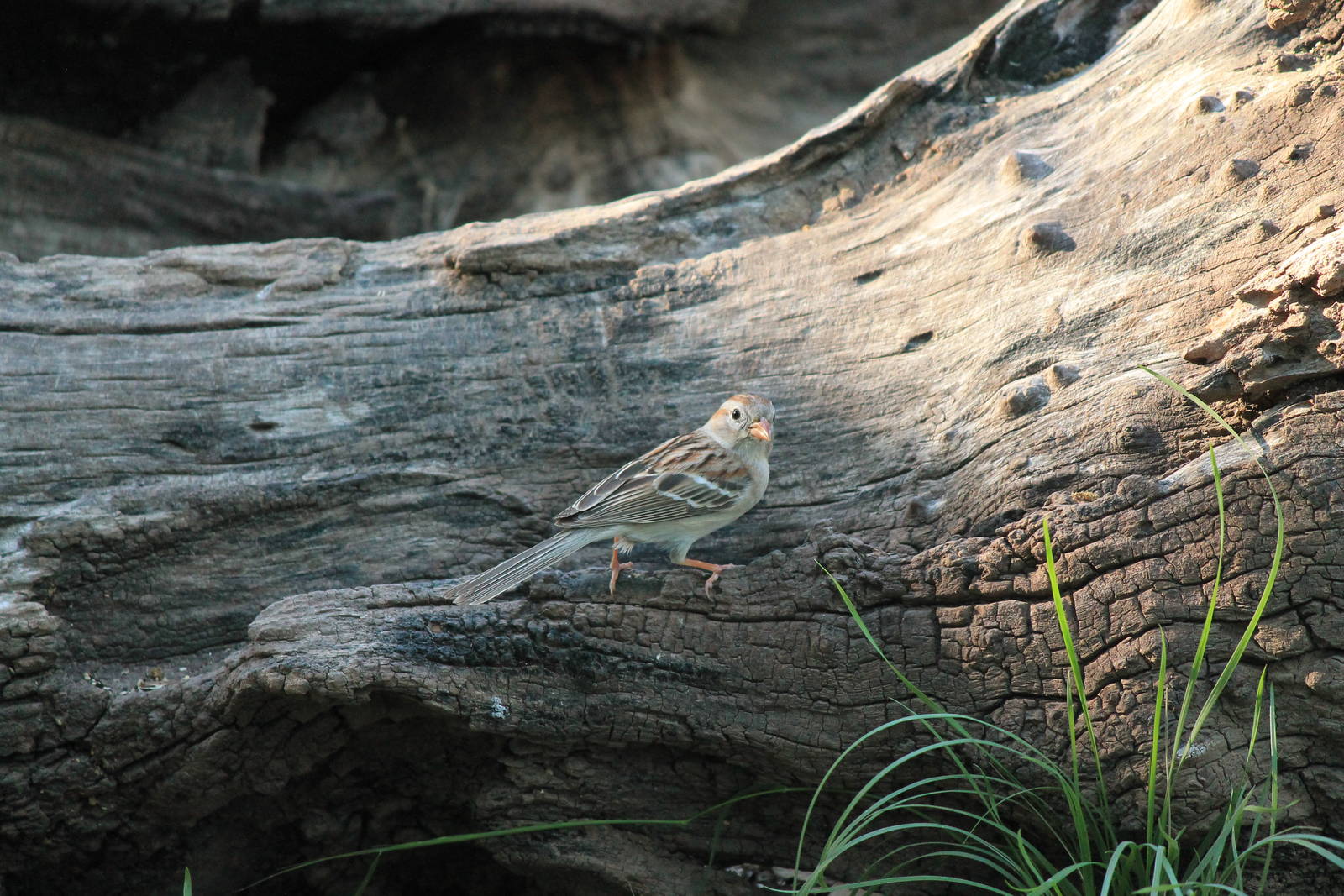 Field Sparrow