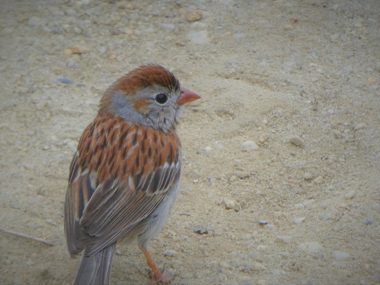 Field Sparrow