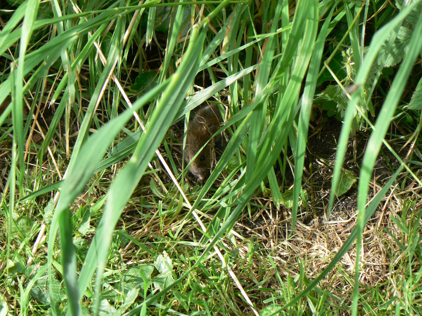 Field Vole - 28 May 2017, Jervaulx Abbey