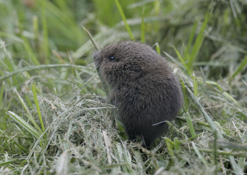 Field vole juvenile (wild)
