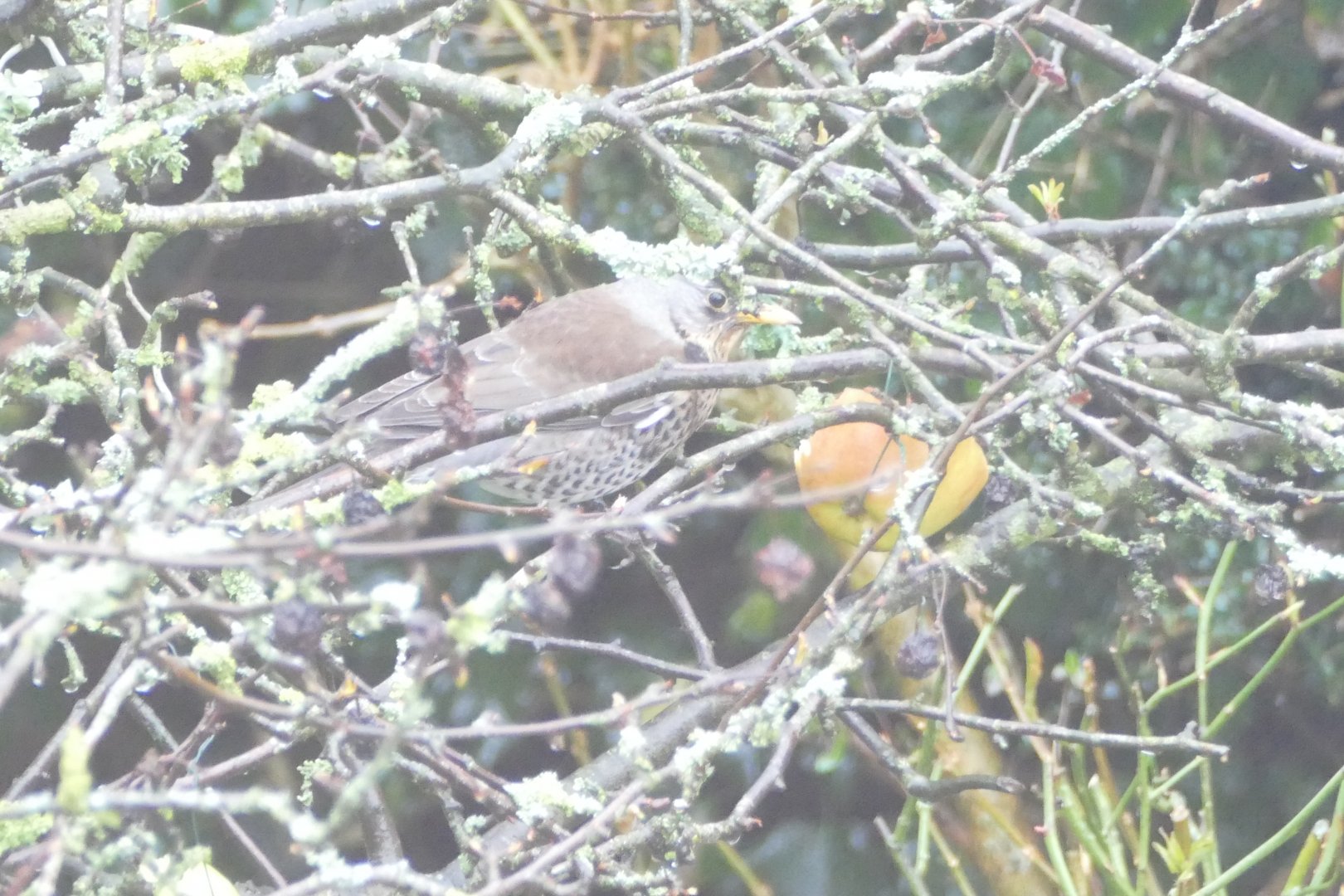 Fieldfare, Paignton, 3 March 2018