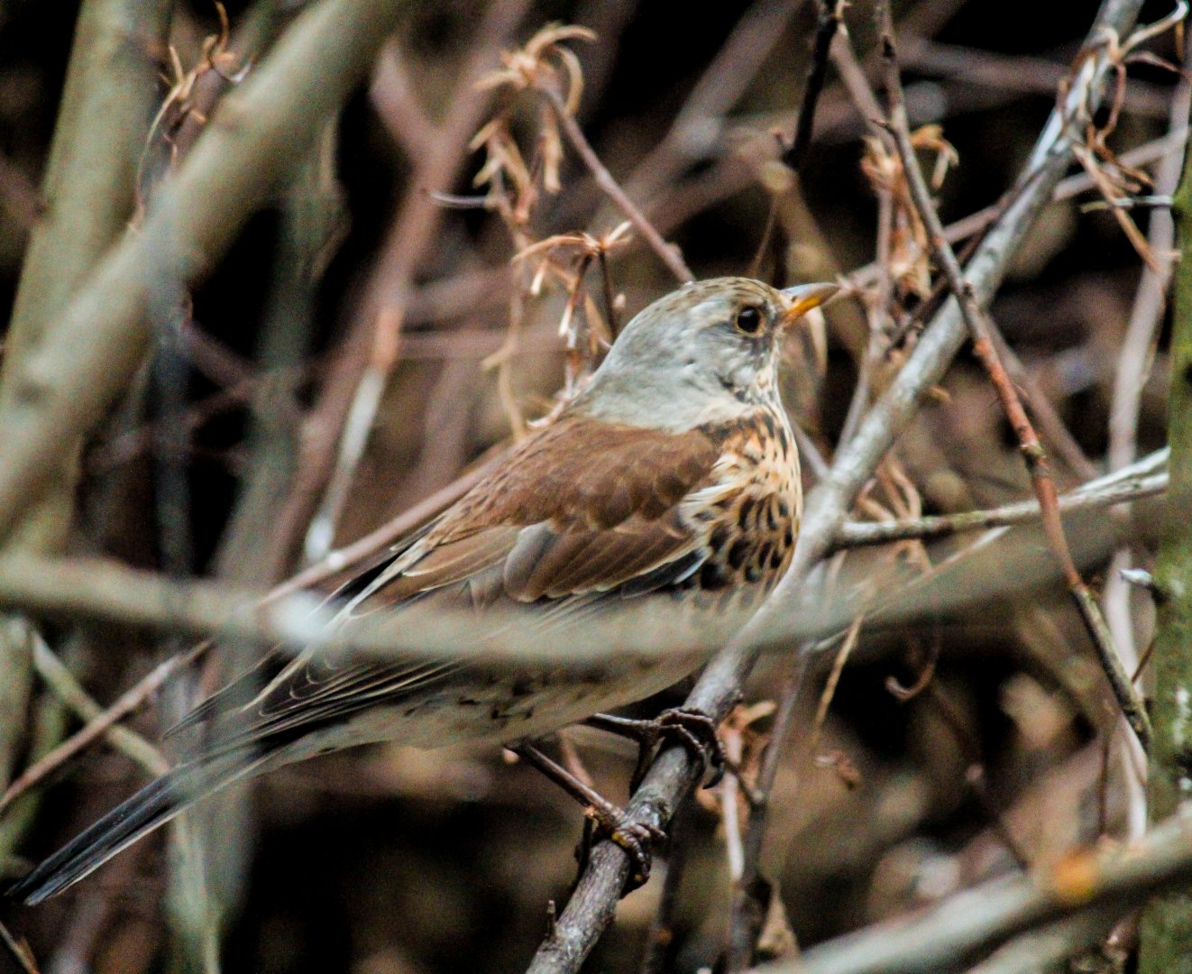 Fieldfare, Turdus pilaris