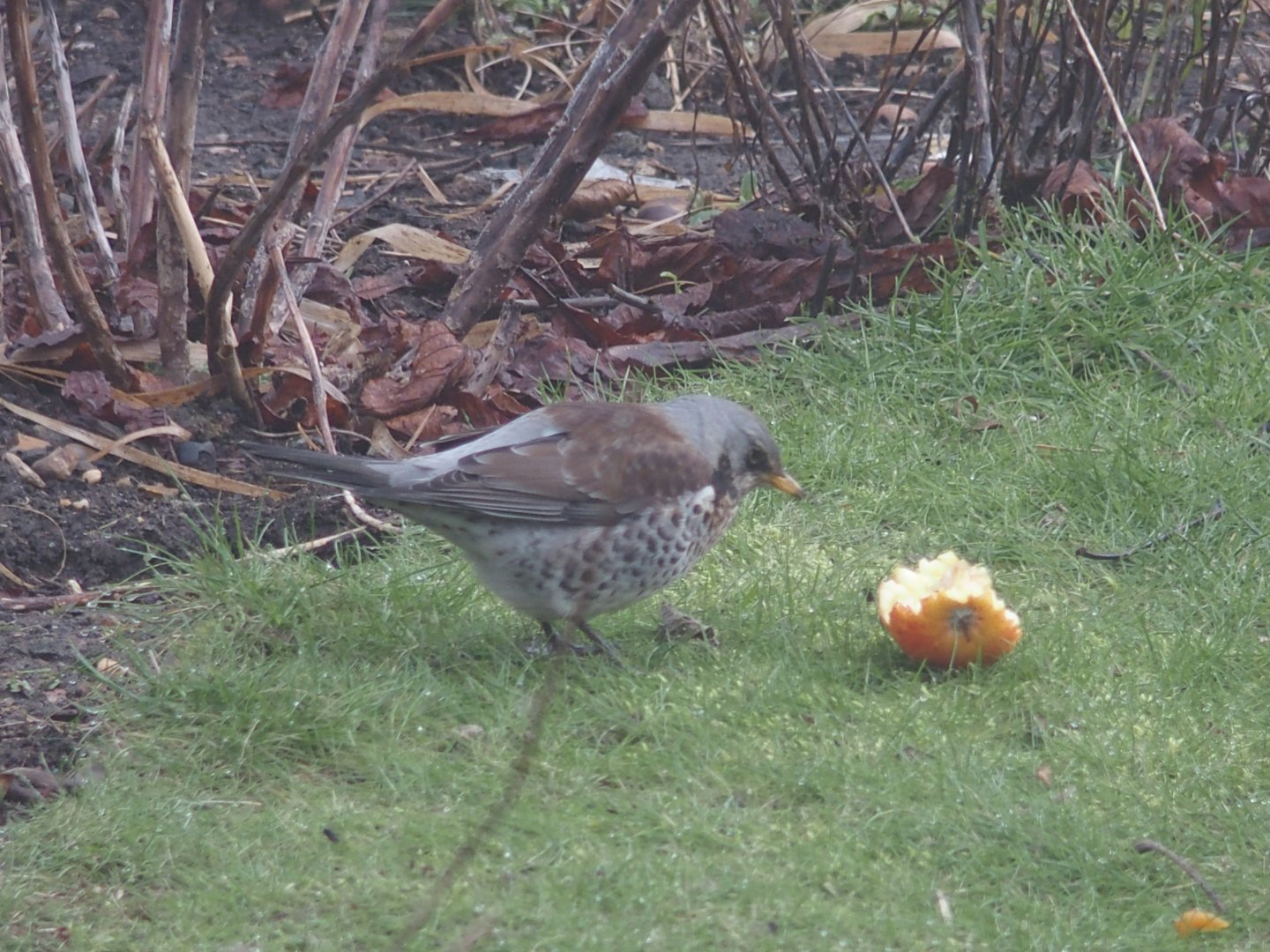 fieldfare with apple
