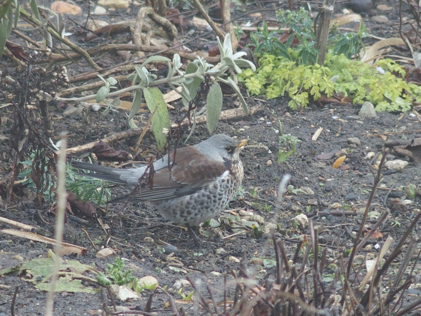 Fieldfare