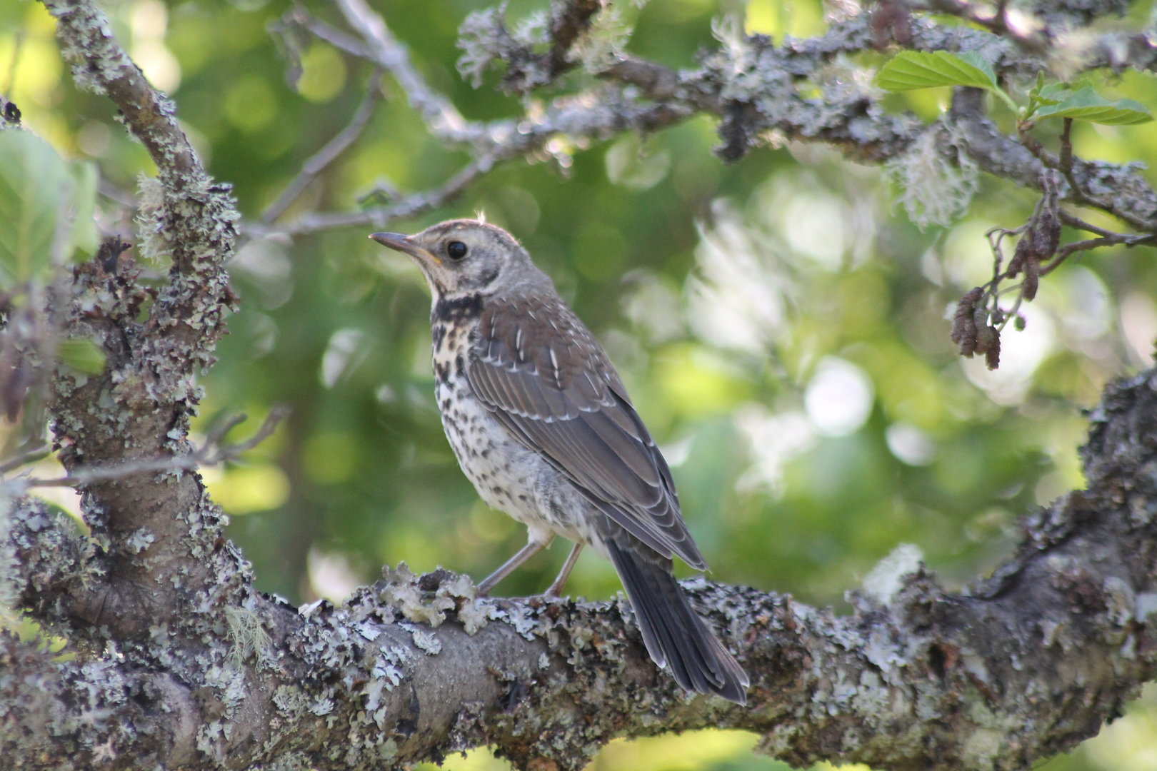 Fieldfare?
