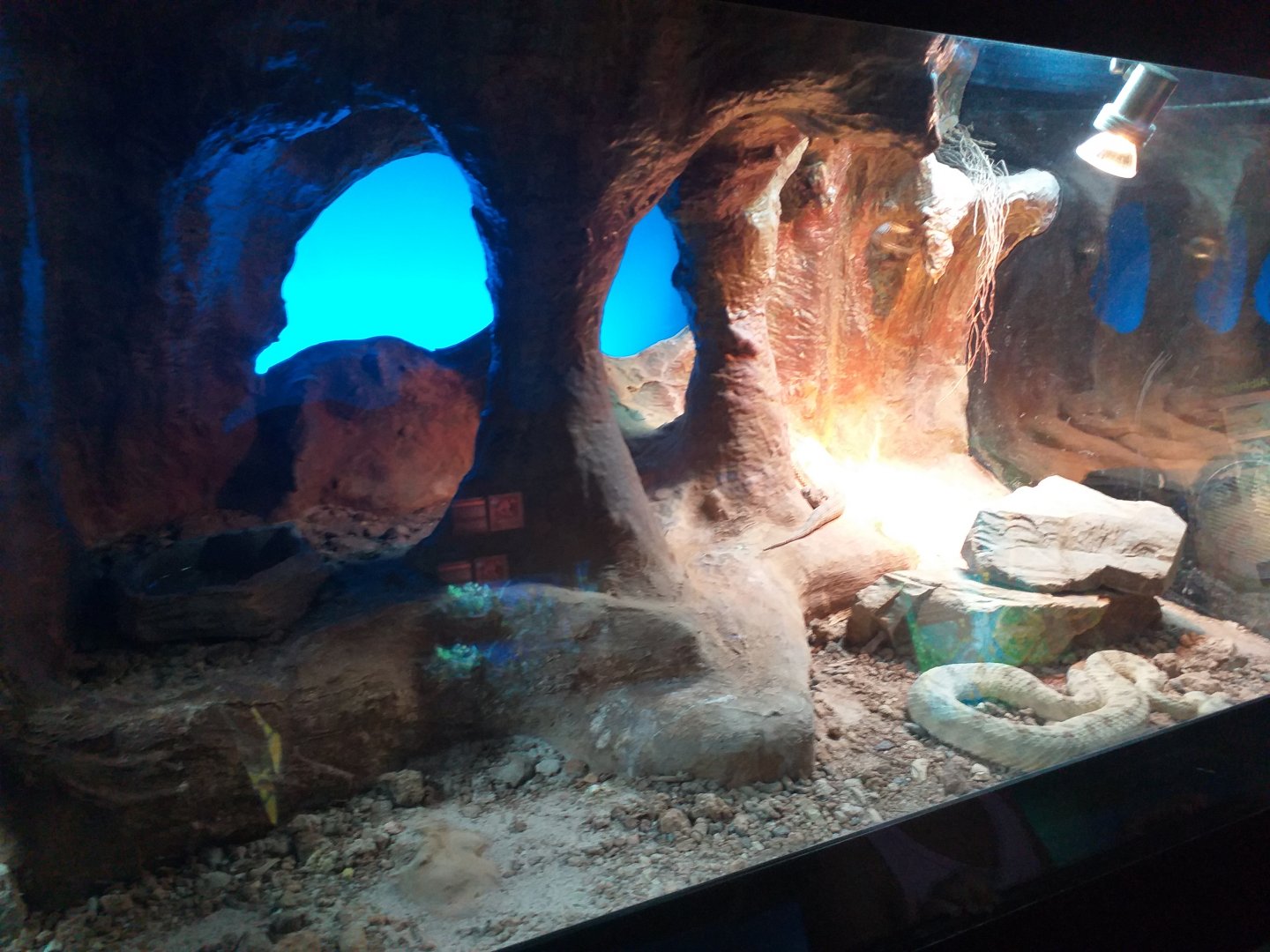 Field's horned viper exhibit -TerraNatura Benidorm (2021)