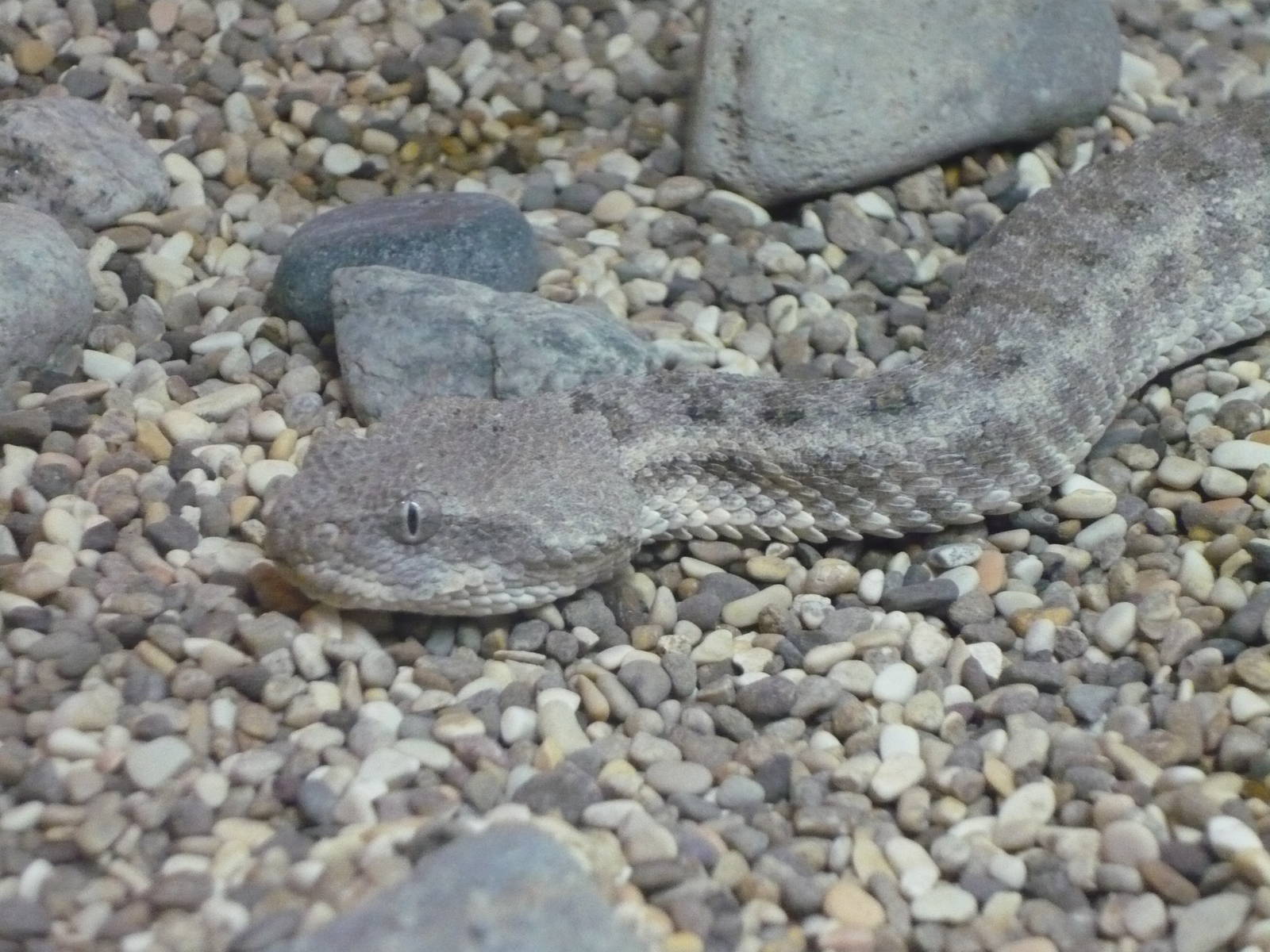 Field's horned viper (Pseudocerastes fieldi)