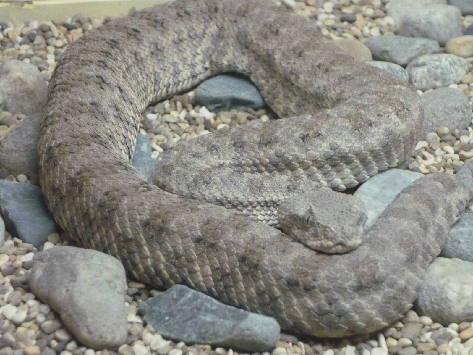 Field's horned viper (Pseudocerastes fieldi)