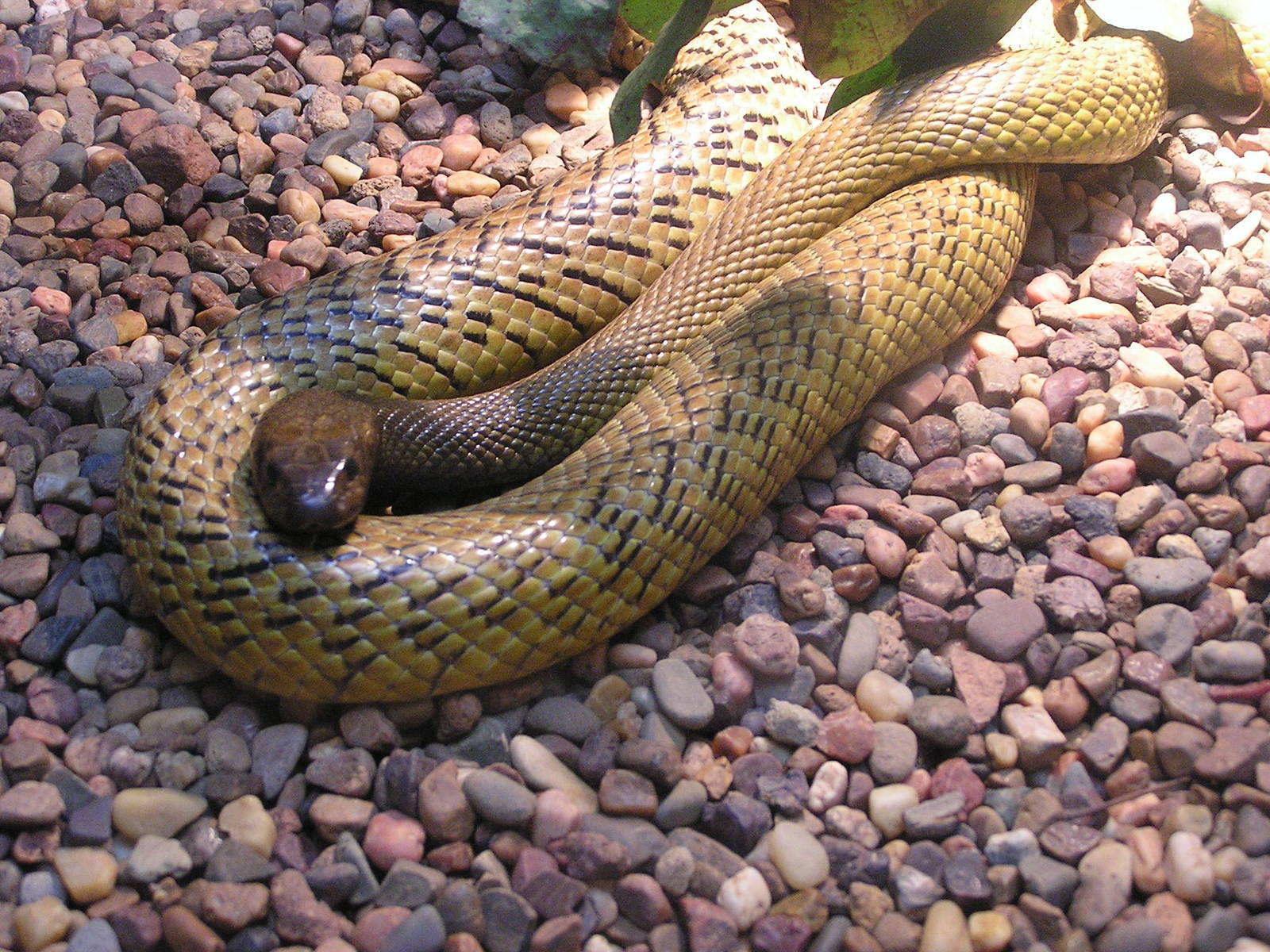 Fierce snake/ Parademansia microlepidota