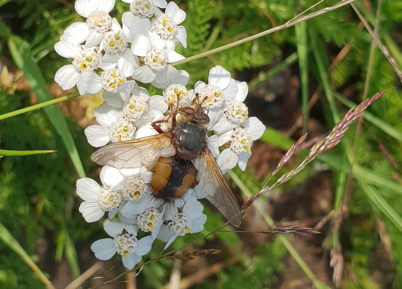 Fierce tachinid fly - Tachina fera