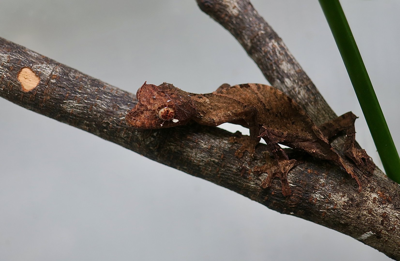 Fierenana Leaf-Tailed Gecko (Uroplatus fiera) - The Gecko Gallery NYC