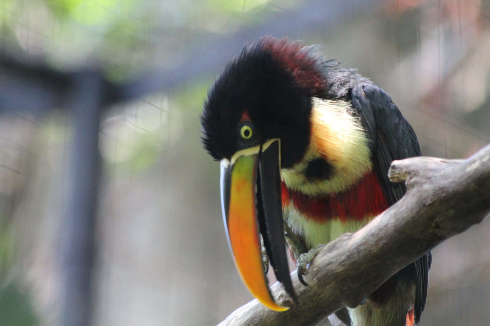Fiery-billed Aracari - Mar 2019