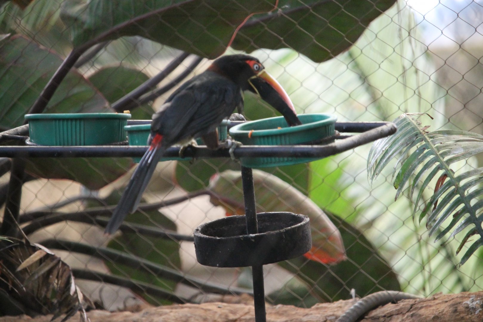 Fiery billed aracari (Pteroglossus frantzii)