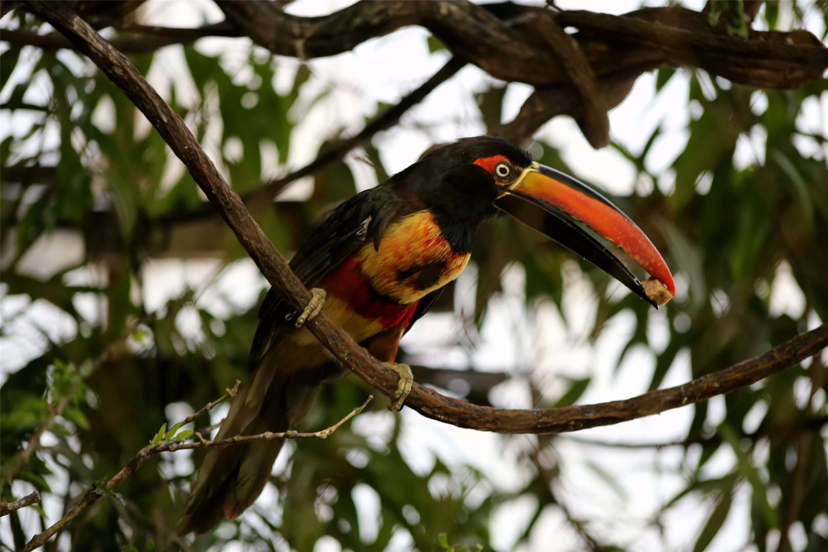 Fiery-billed Aracari (Pteroglossus frantzii)