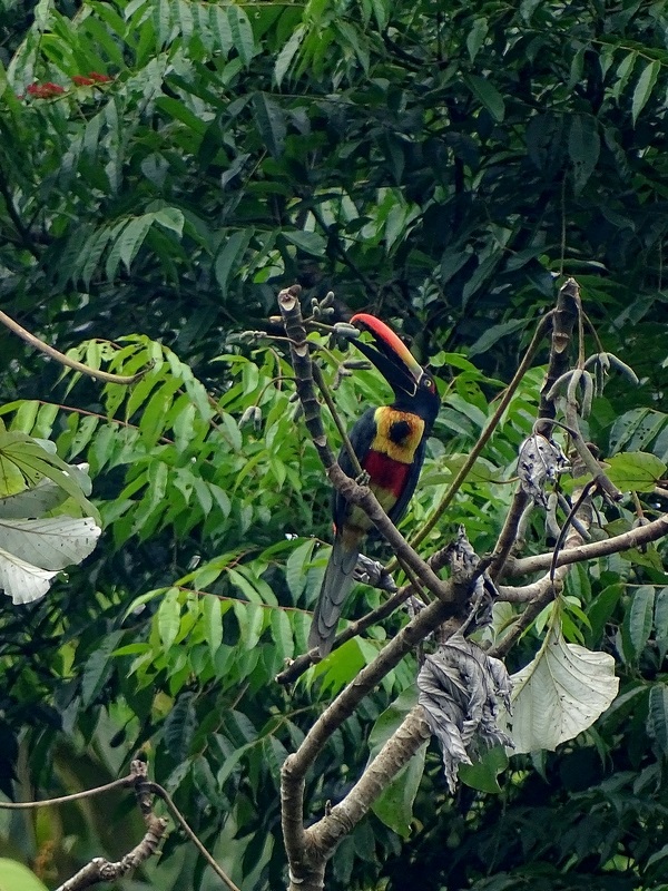 Fiery-billed aracari