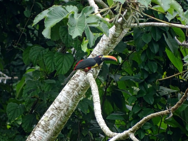 Fiery-billed aracari