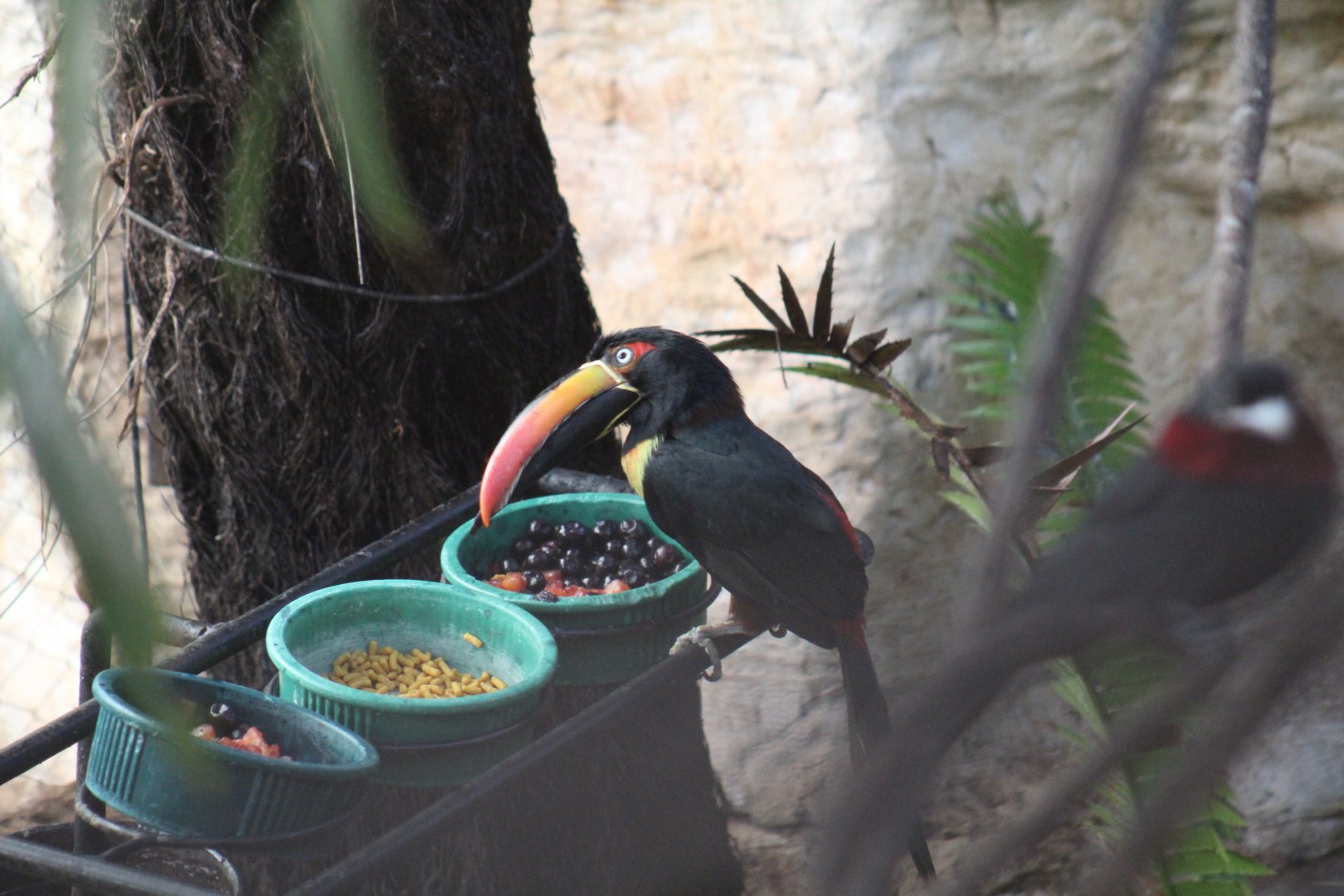 Fiery-Billed Araçari