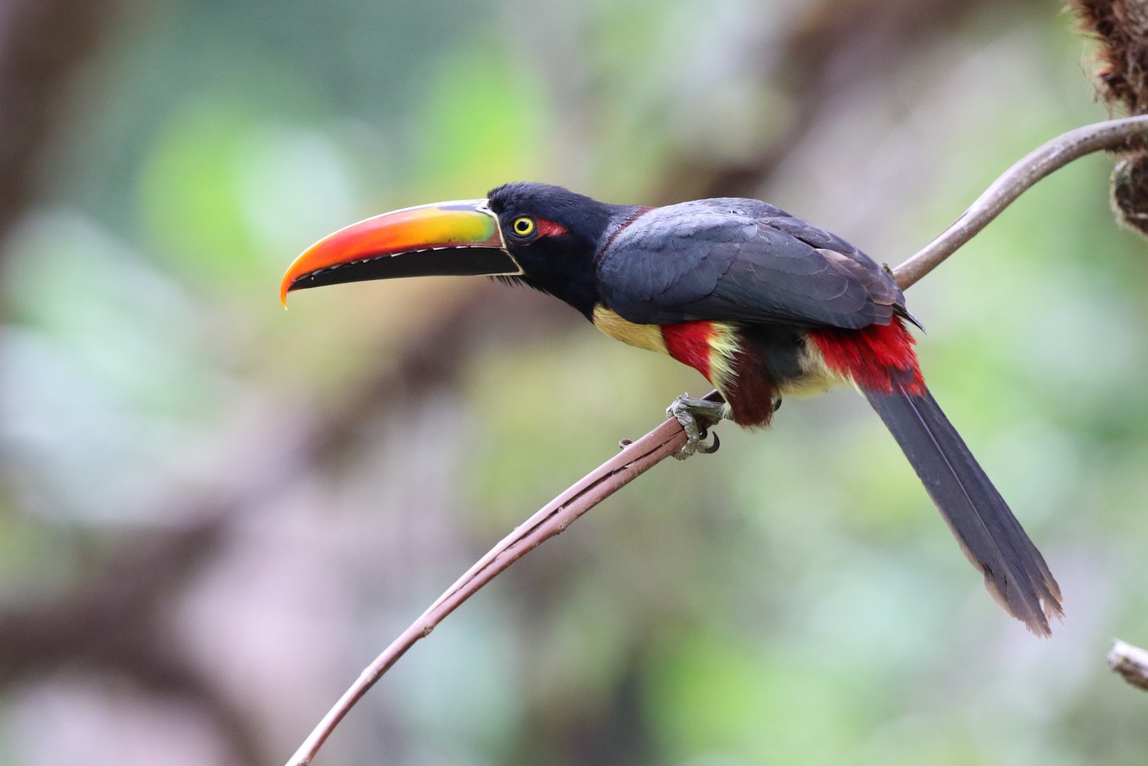 Fiery-billed Aracari