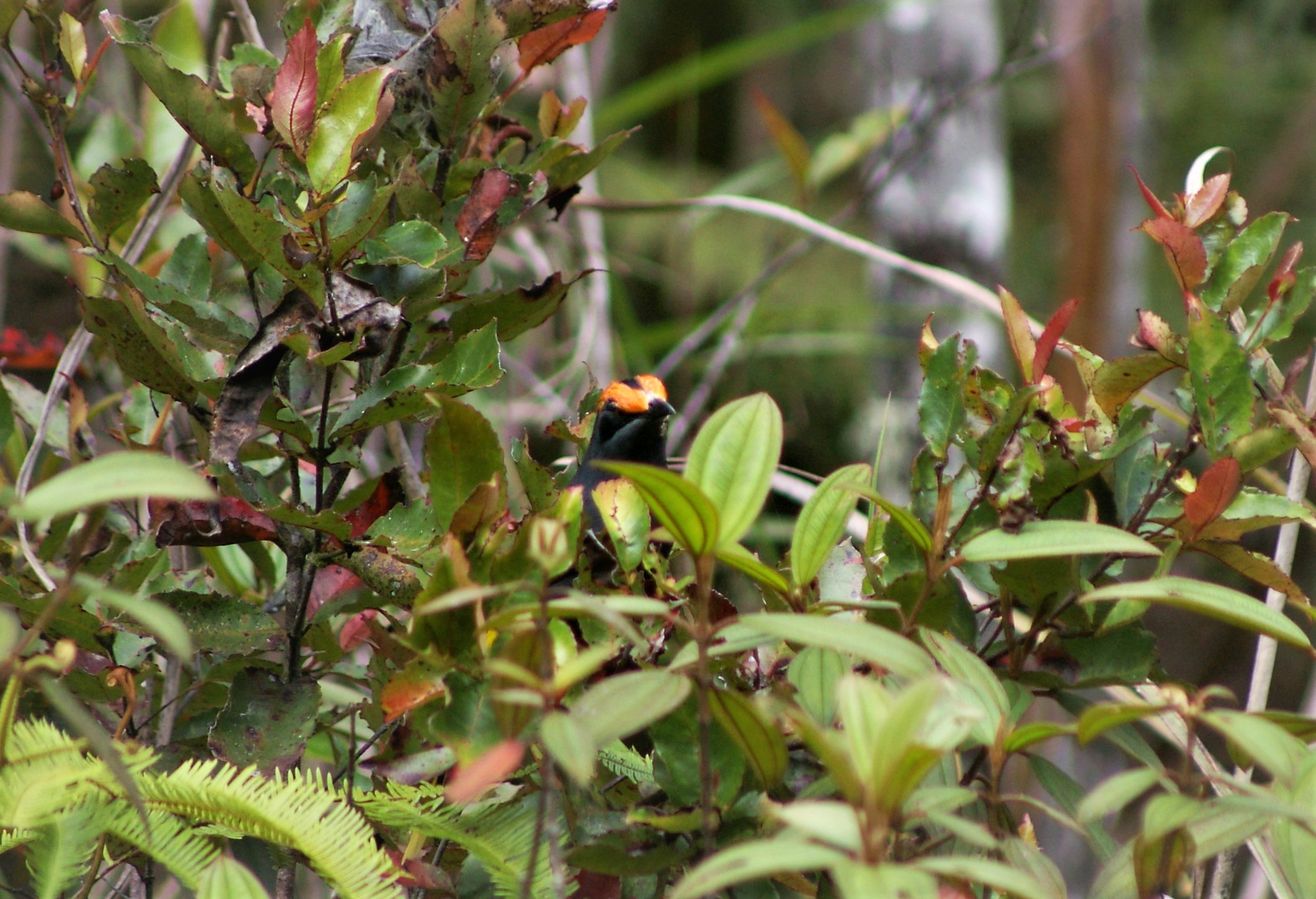 Fiery-browed Starling (Enodes erythrophris)