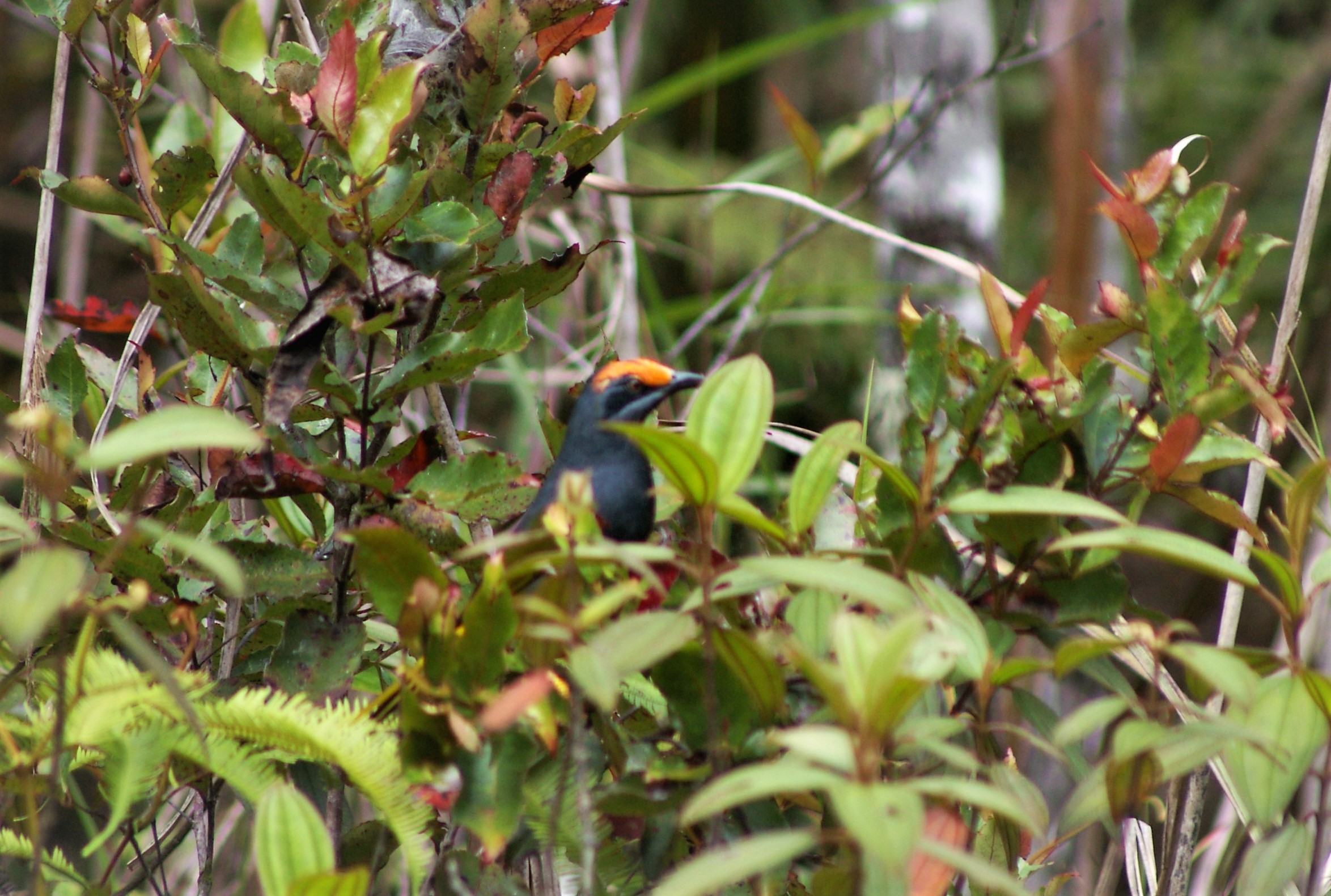 Fiery-browed Starling (Enodes erythrophris)