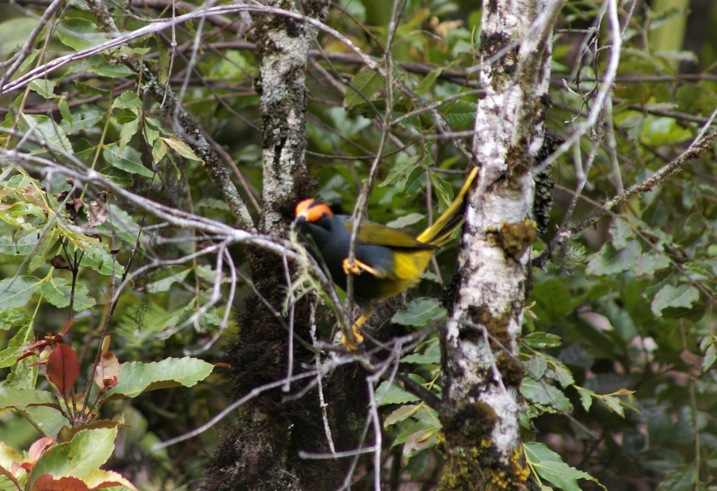 Fiery-browed Starling (Enodes erythrophris)