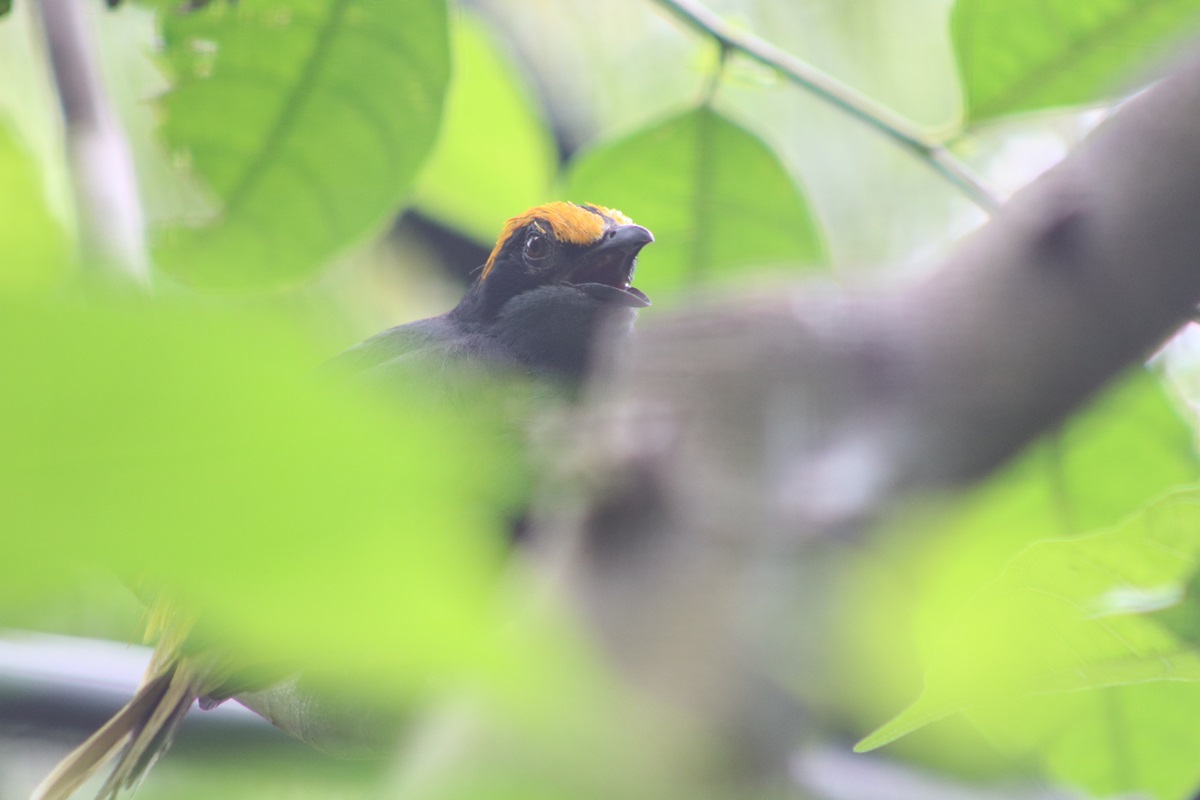 Fiery-browed Starling (Enodes erythrophris)
