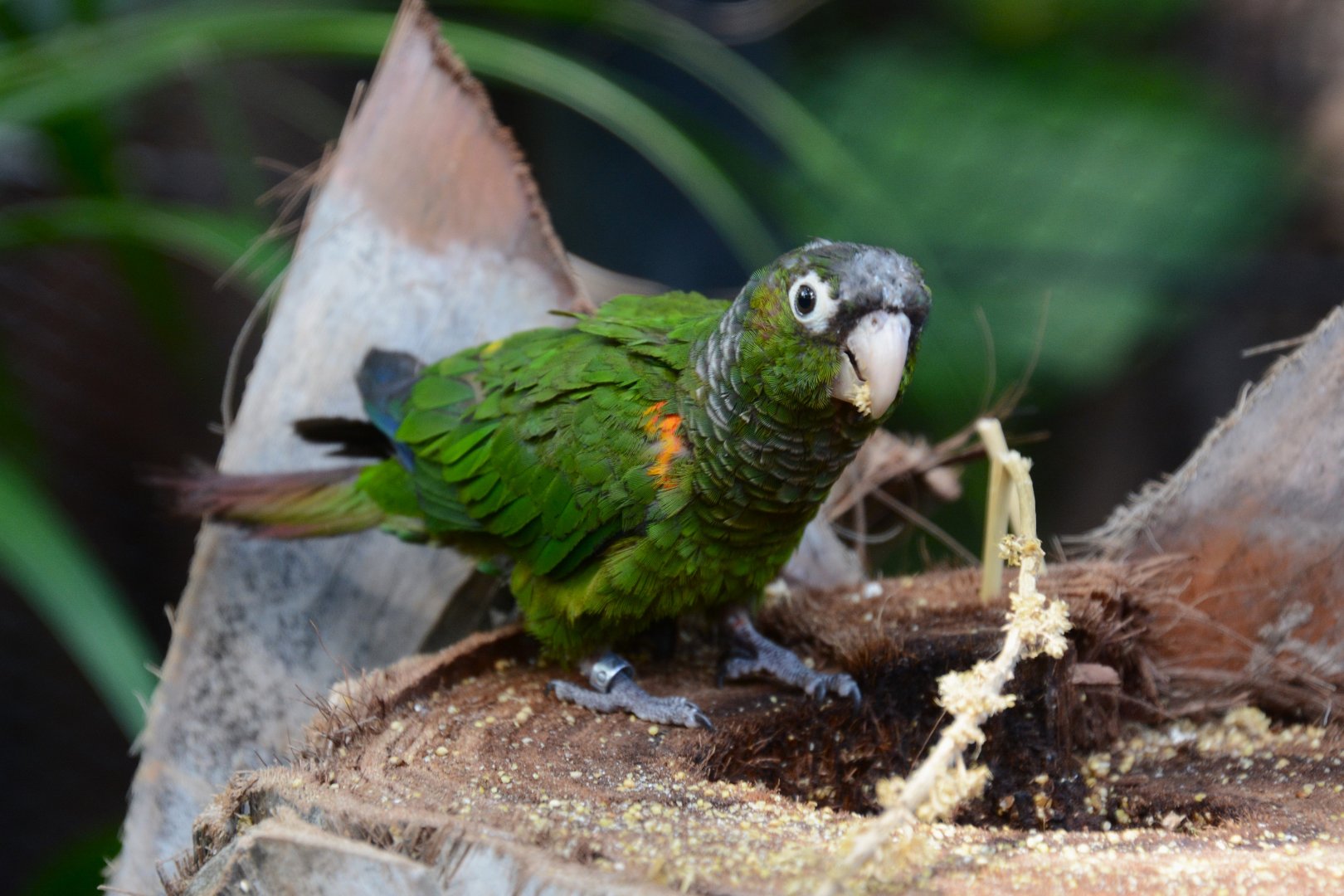 Fiery-shouldered parakeet (Pyrrhura egregia egregia)