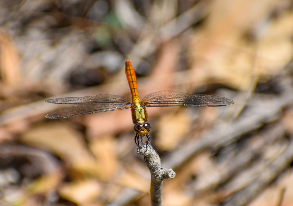 Fiery Skimmer, Orthetrum villosovittatum