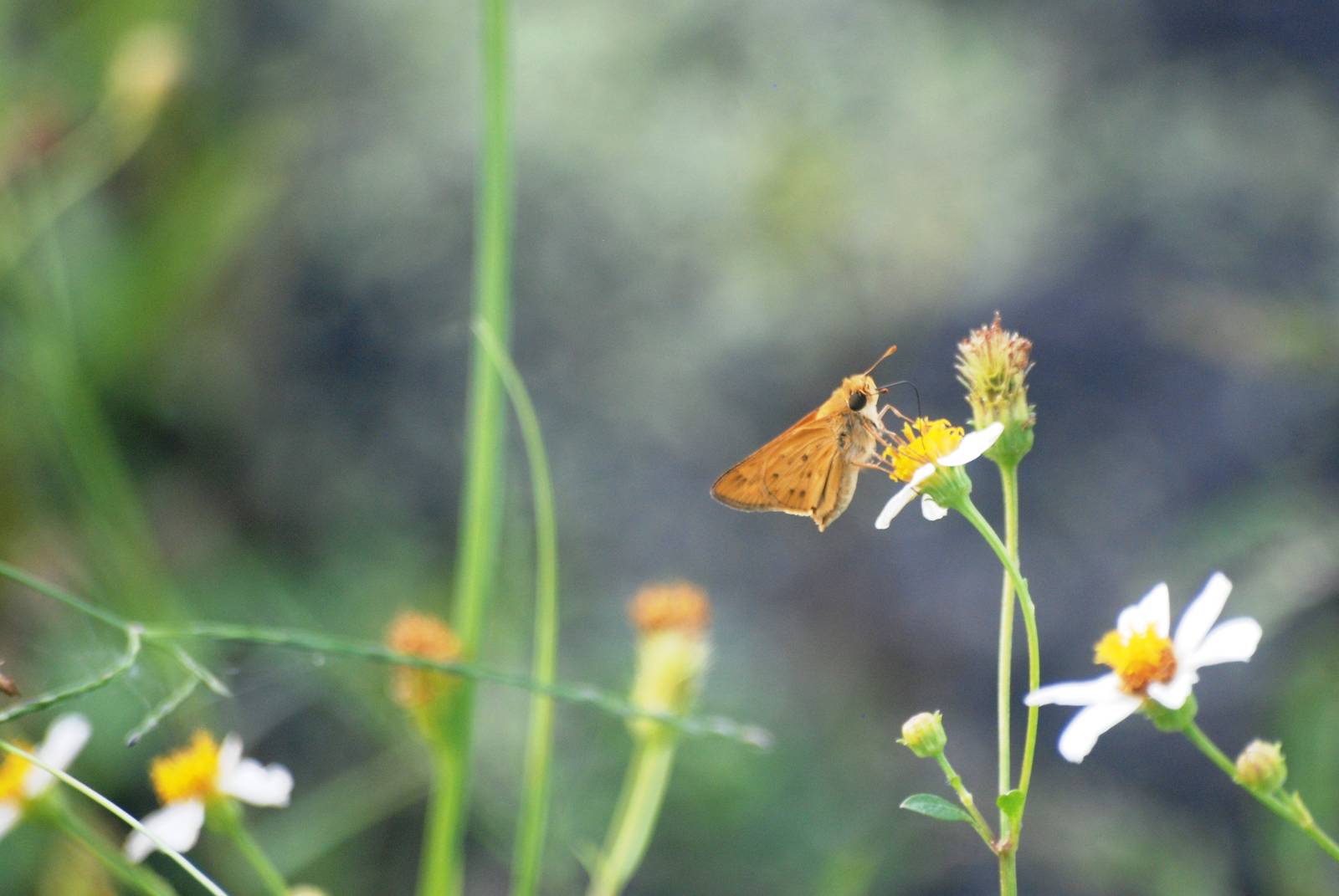 Fiery Skipper, Punta Gorda, October 2013
