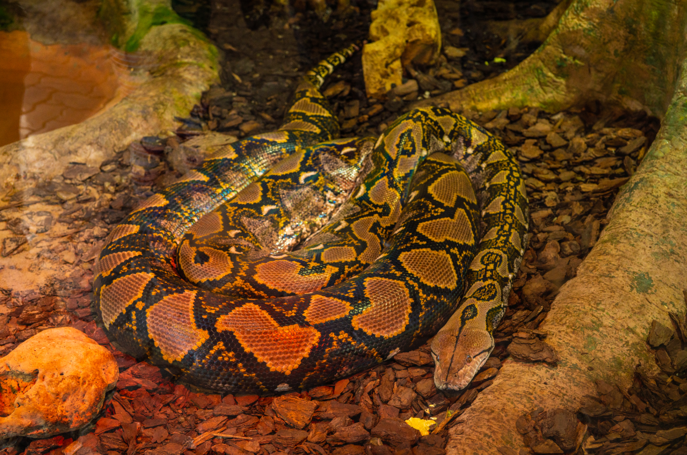 Fifi the female Reticulated Python