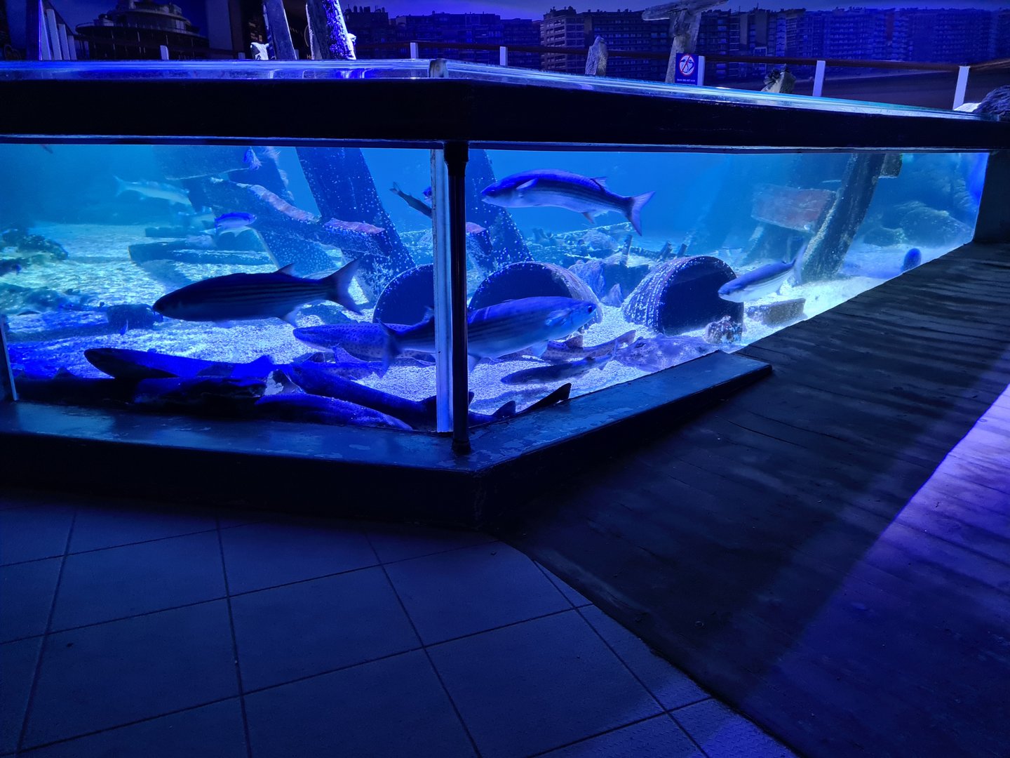 Fifth room - North Sea tank (Side view)