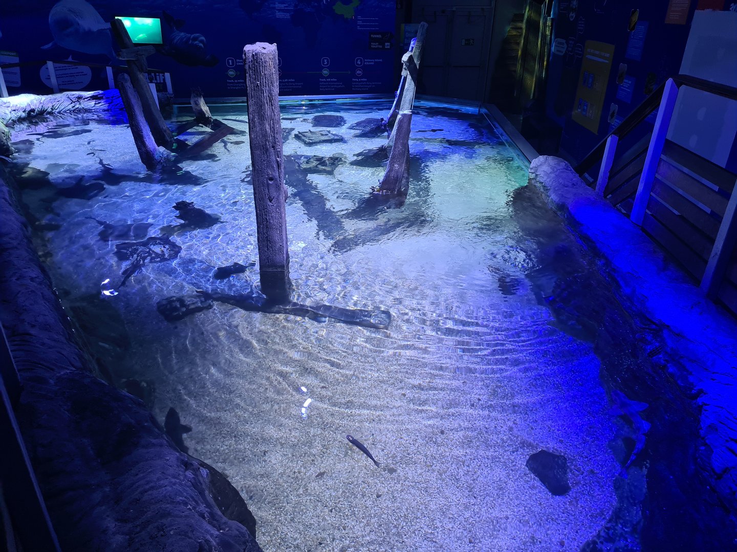 Fifth room - North Sea tank (Top view)