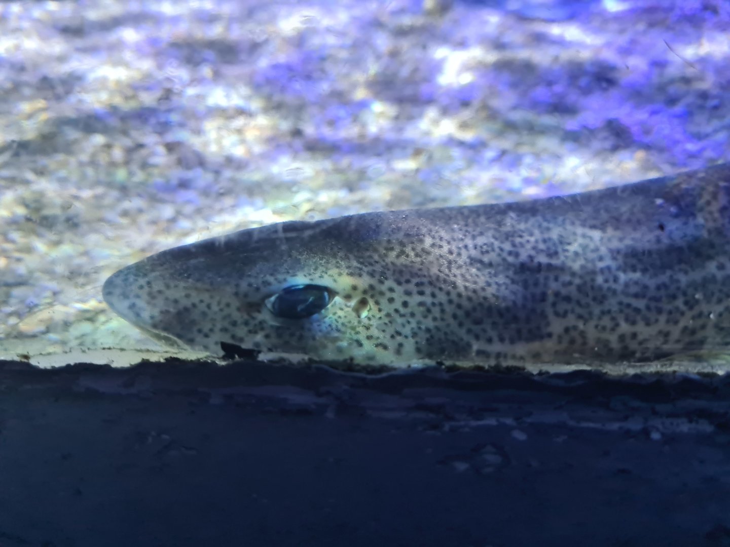 Fifth room - Nursehound