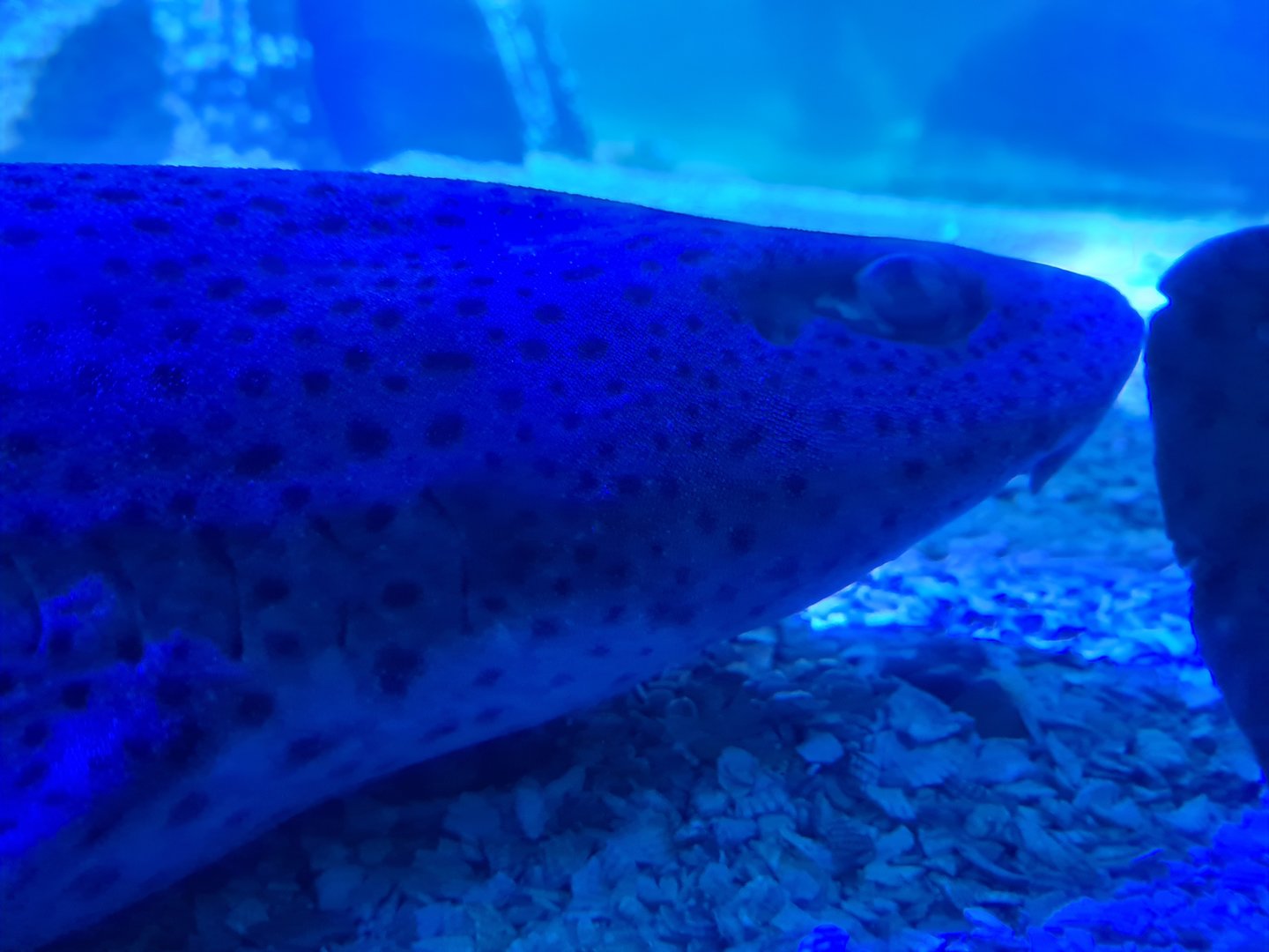 Fifth room - Nursehound