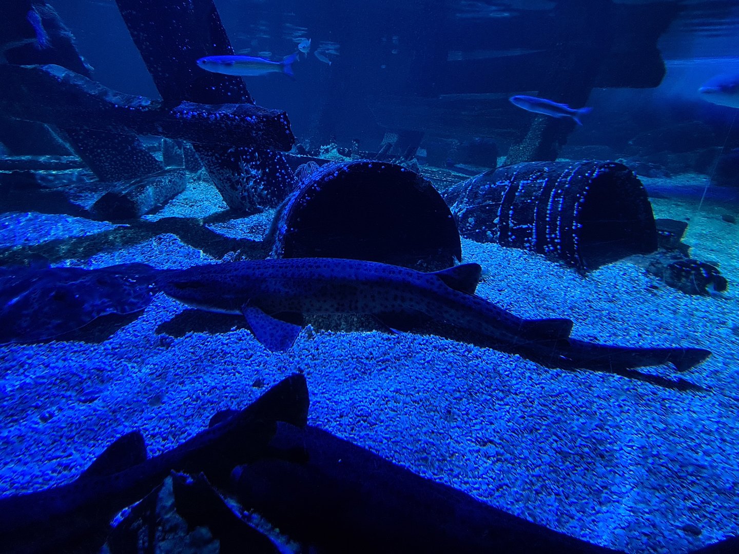 Fifth room - Nursehound