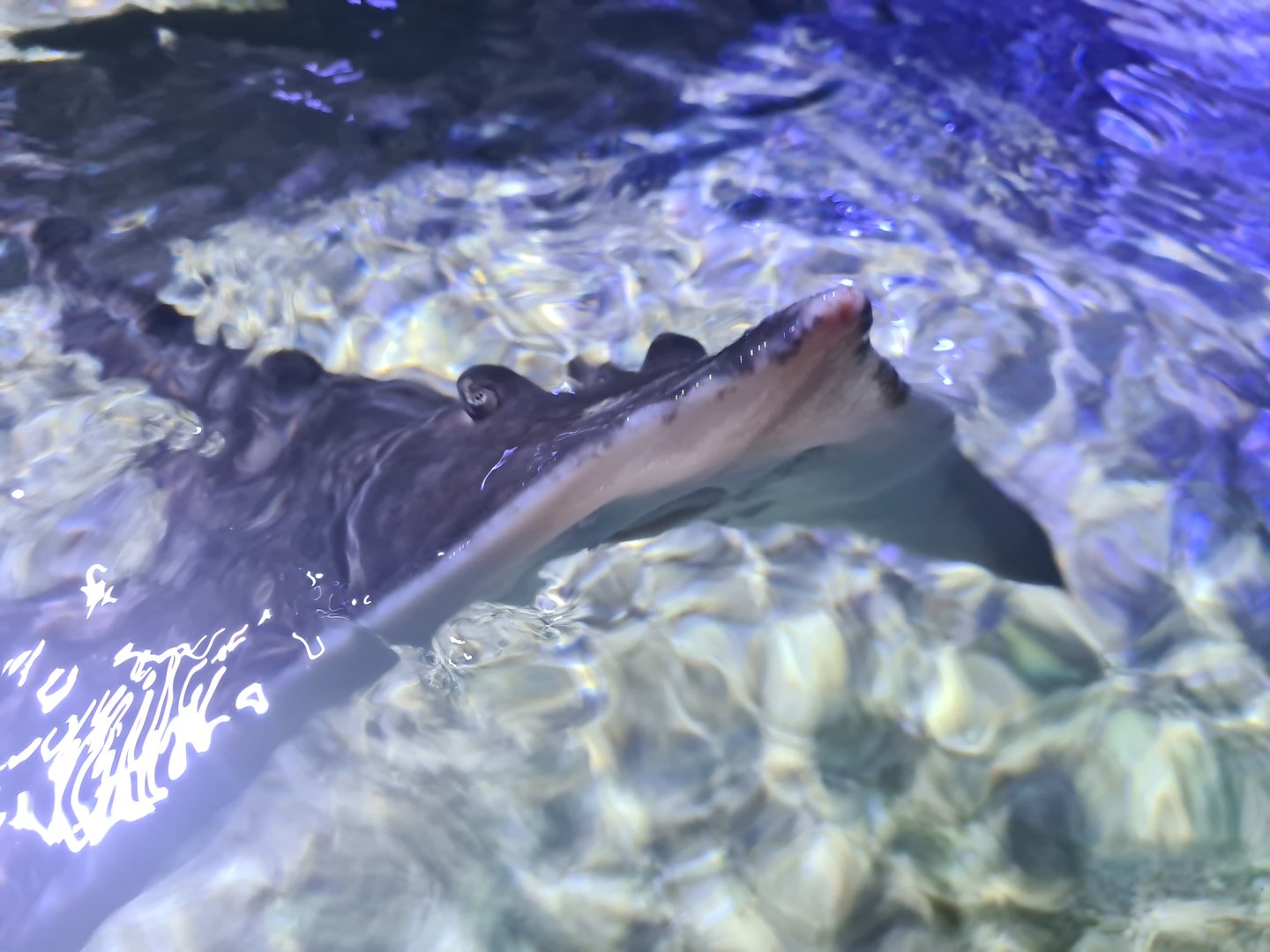 Fifth room - Peeking skate