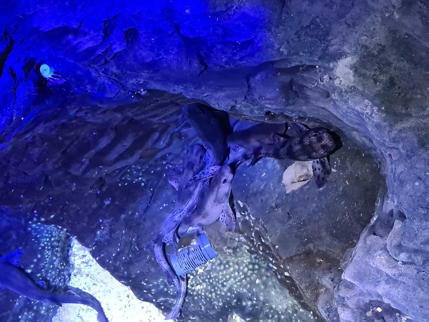 Fifth room - Shark corner