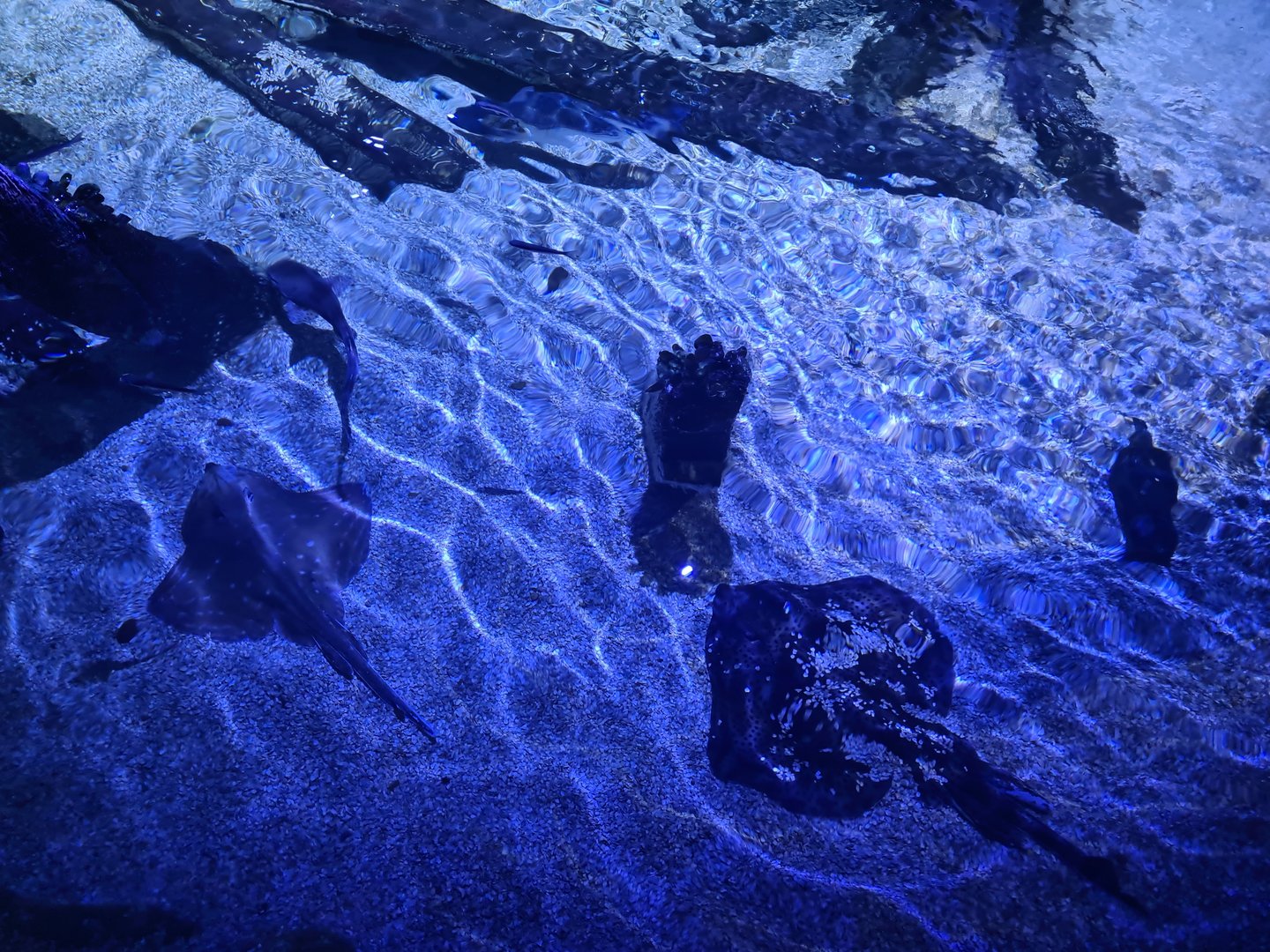 Fifth room - Small-eyed skate, Spotted skate, Thicklip grey mullet, Nursehound