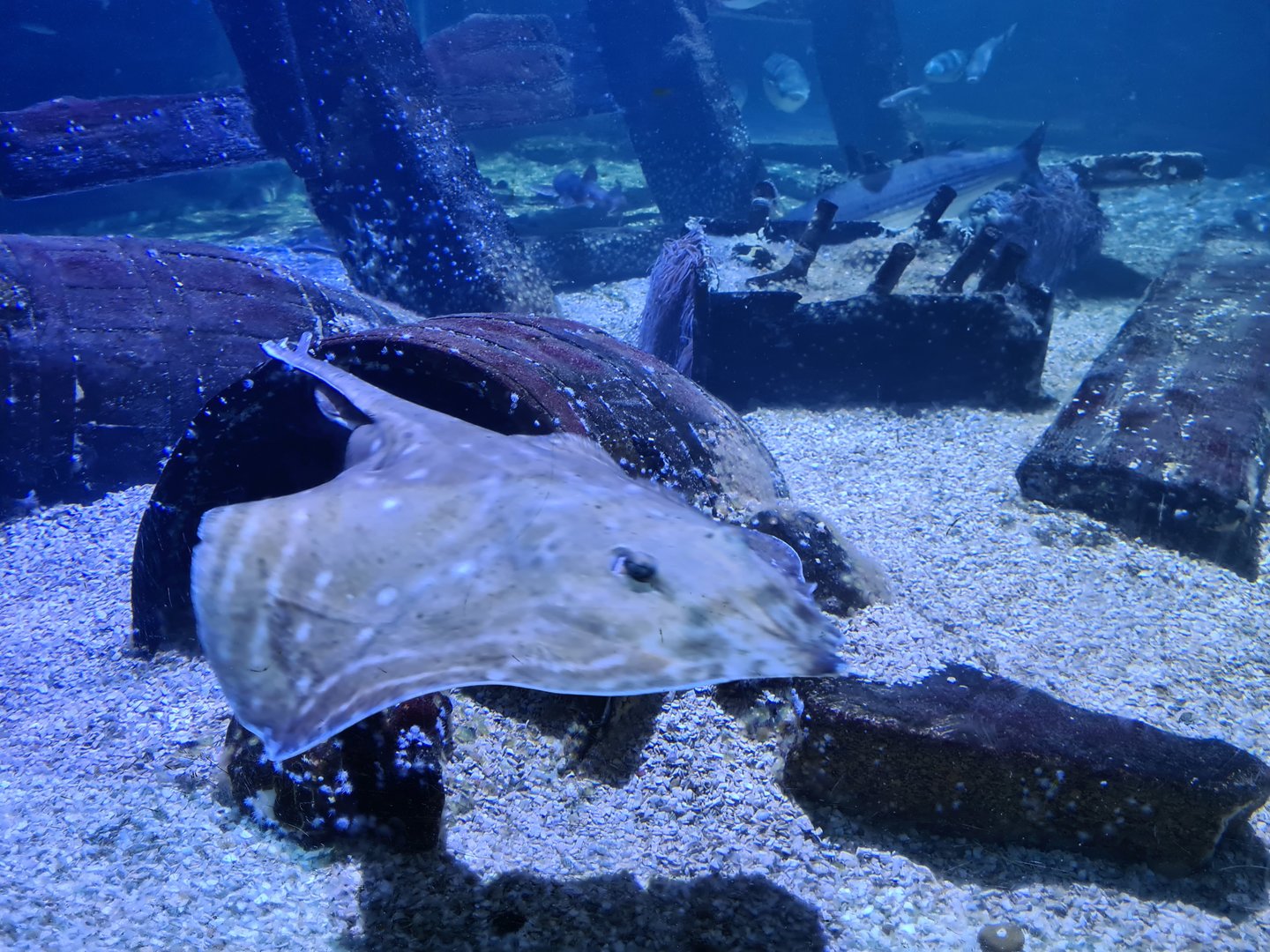 Fifth room - Small-eyed skate