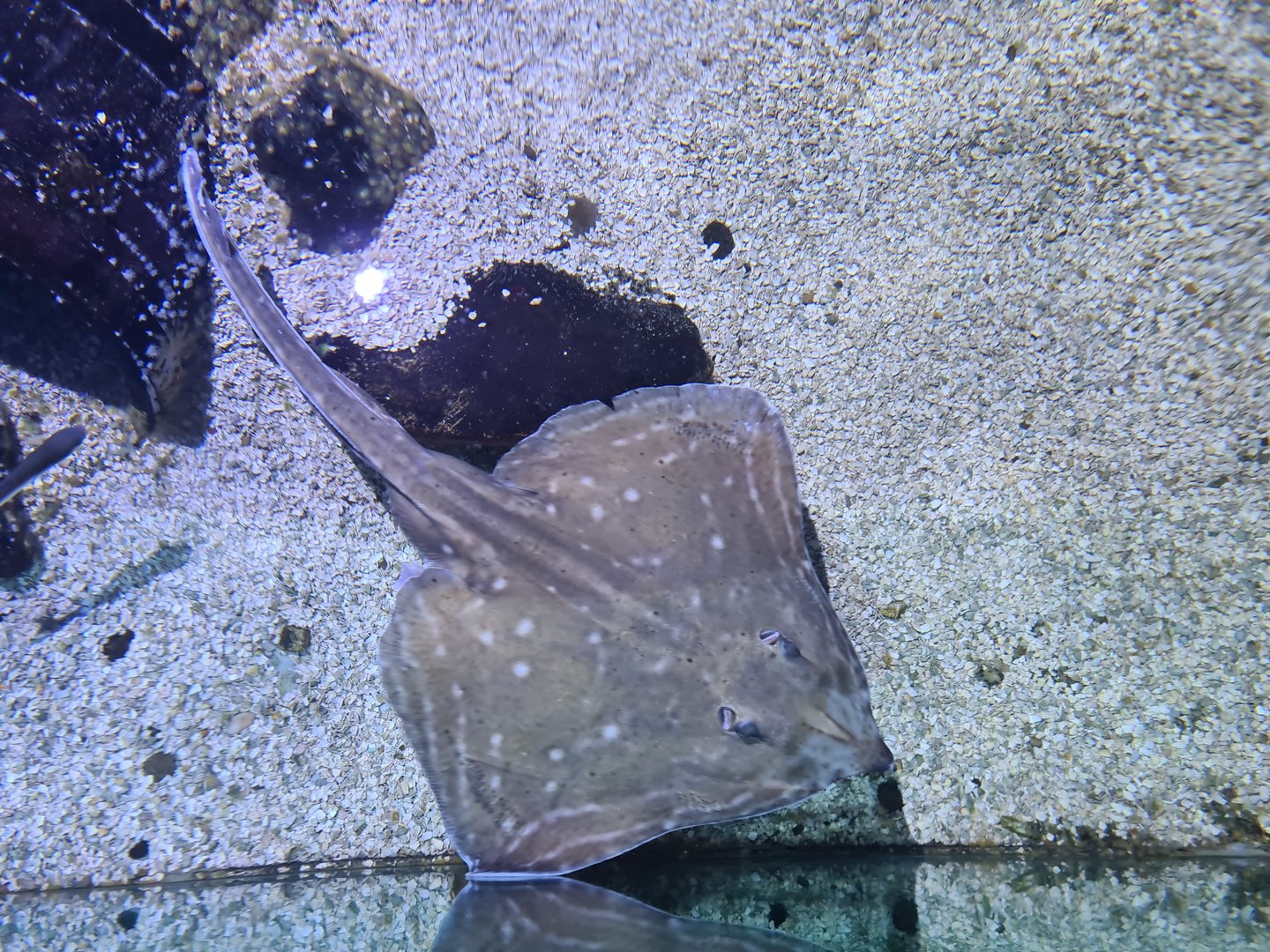 Fifth room - Small-eyed skate