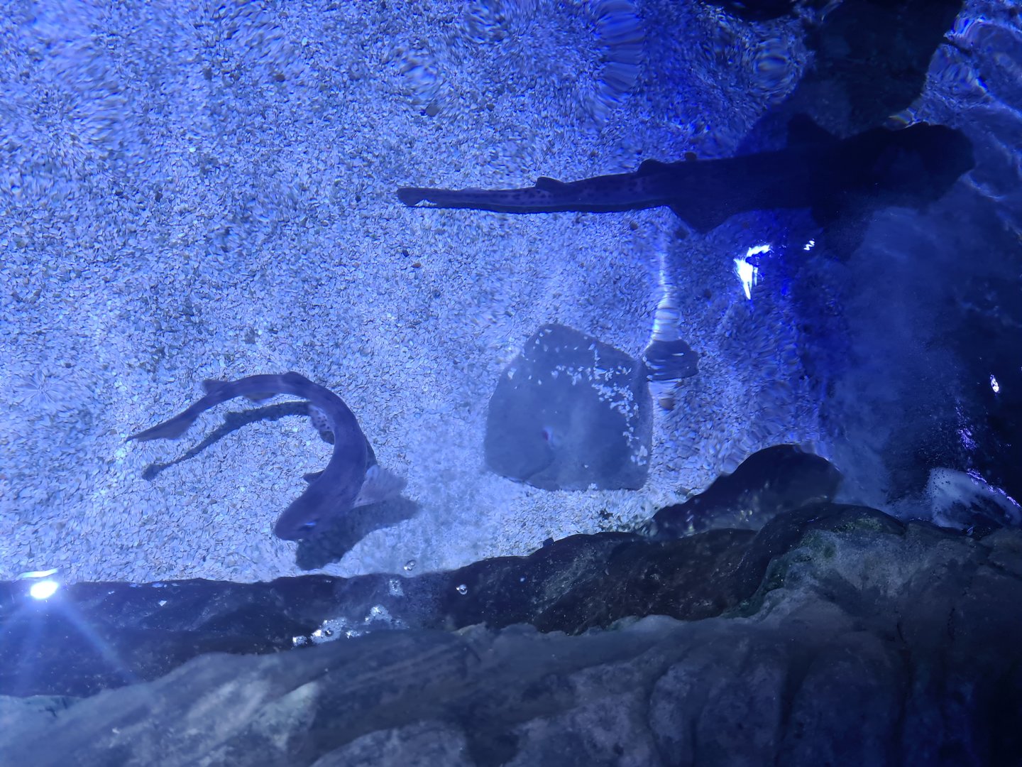 Fifth room - Small-spotted catshark, Turbot, Nursehound