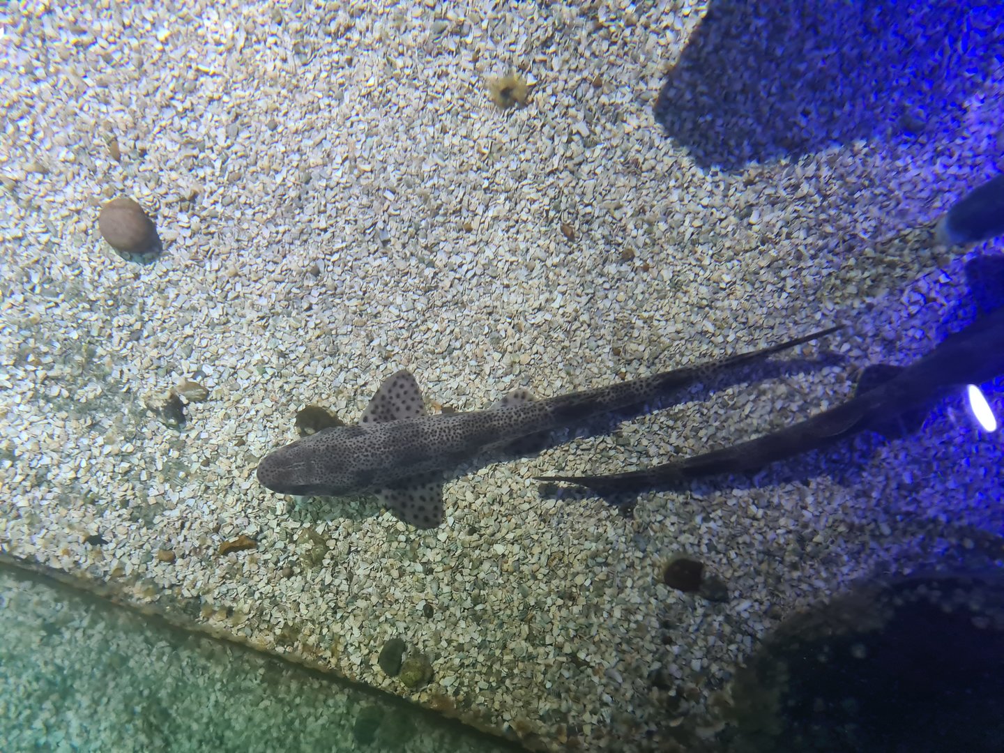 Fifth room - Small-spotted catshark
