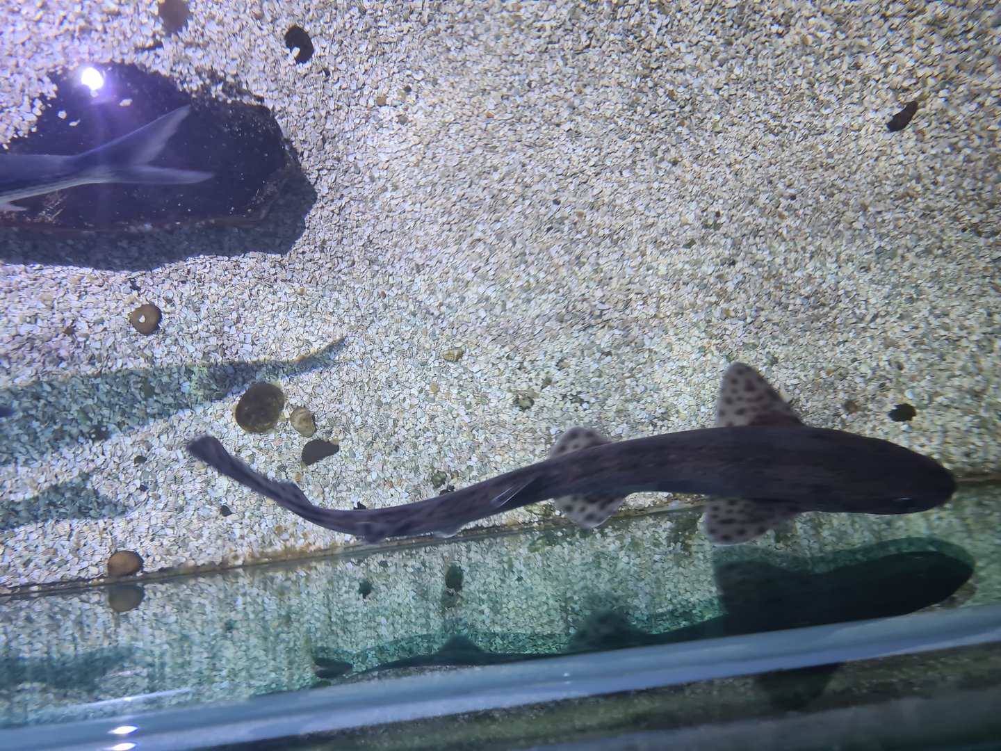 Fifth room - Small-spotted catshark