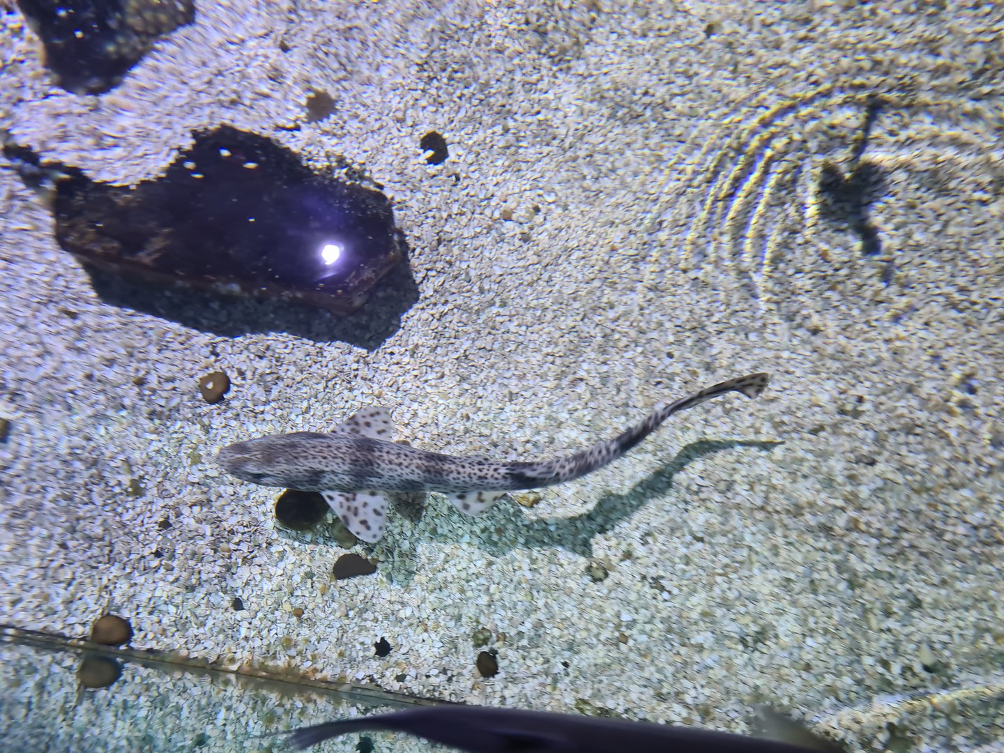 Fifth room - Small-spotted catshark