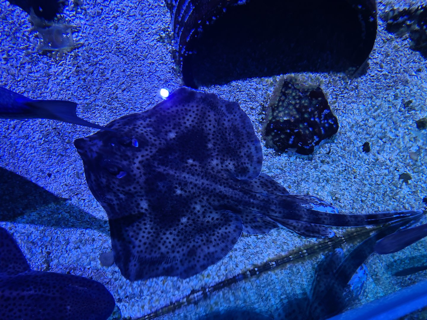 Fifth room - Spotted skate, Nursehound