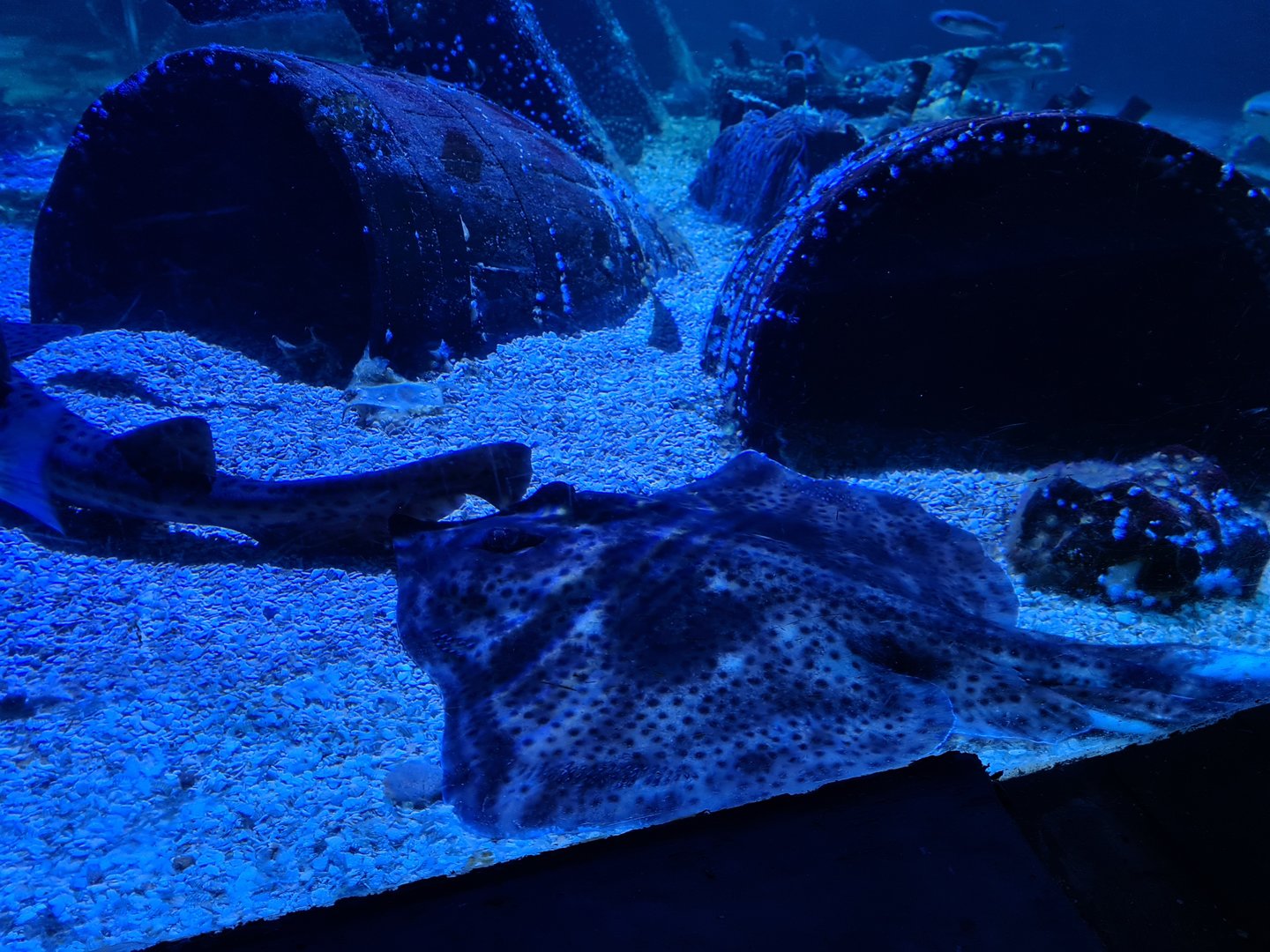 Fifth room - Spotted skate