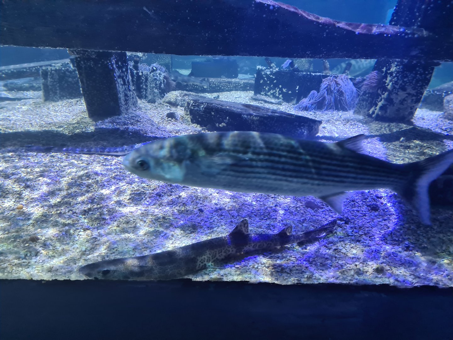 Fifth room - Thicklip grey mullet, Nursehound