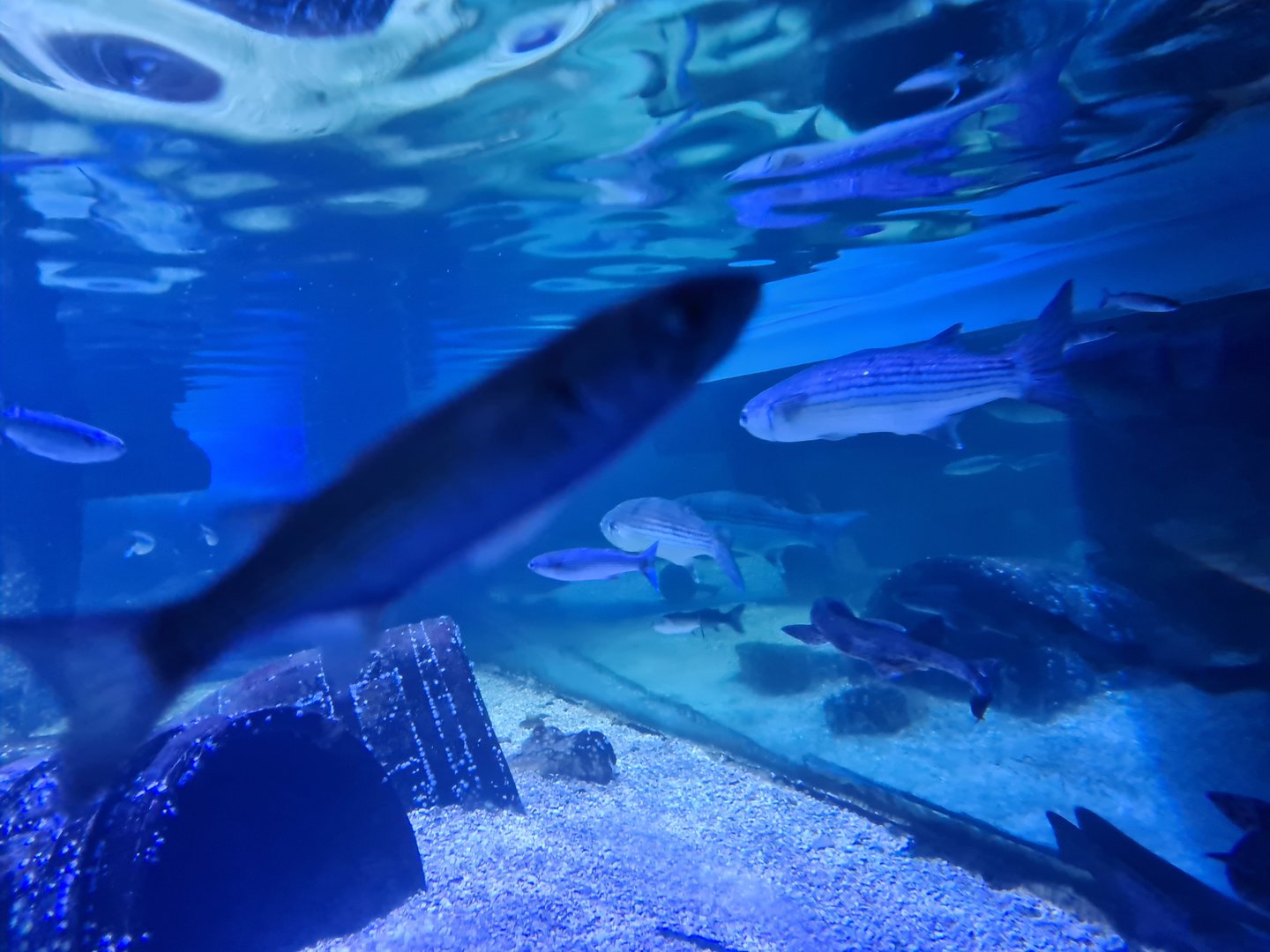 Fifth room - Thicklip grey mullet, Nursehound