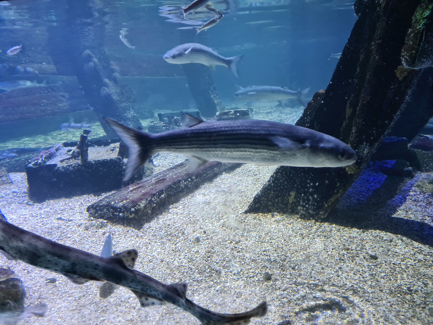 Fifth room - Thicklip grey mullet, Small-spotted catshark